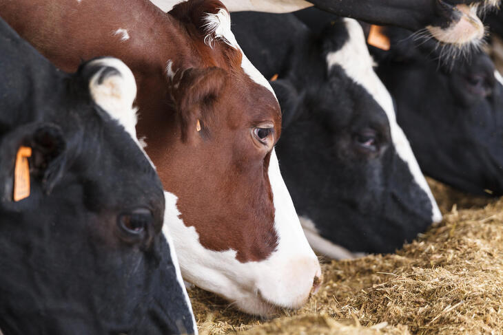 Nincs túl jő bőrben a magyar export, a járvány is rátett egy lapáttal