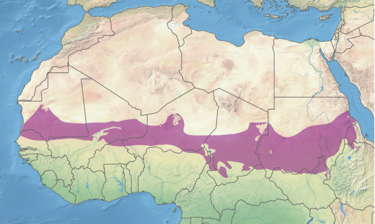 A Száhel-övezet egyre inkább geopolitikai konfliktusok színhelye is