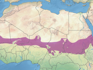 A Száhel-övezet egyre inkább geopolitikai konfliktusok színhelye is