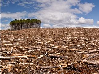 Norvégia sem ad több pénzt Brazíliának erdővédelemre