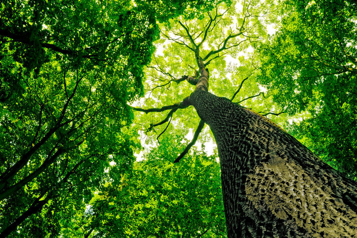 Érdekes kombináció: erdők, gombák, polika, kampány. Fotó: Depositphotos
