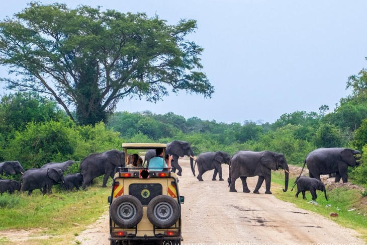 A nemzeti park elefántjainak nyugalmát most még csak a szafarira érkező turisták zavarják meg. Fotó: http://mukwanosafarisug.com
