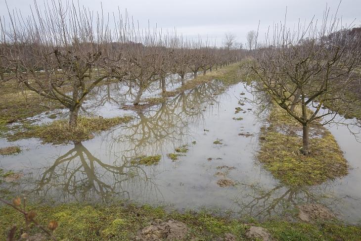 Márciusi mínusz 20: mekkora a kár a magyar gyümölcsösökben?