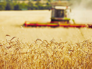 Bajba kerültek a román gazdák az ukrán gabona miatt, a kormány megtoldotta a kártérítést 