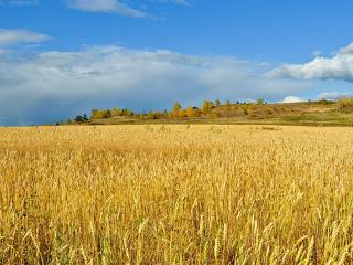 Újabb országban tartanak az ukrán gabonától