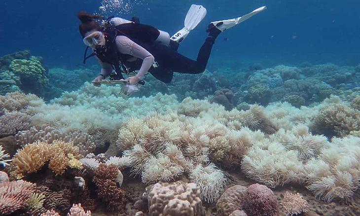 Meghökkentő jelenséget figyeltek meg a Nagy-korallzátonyon - mégis van remény?