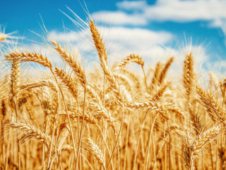 Érzékeny agrártermékekre vonatkozó vámokról határozott az Európai Unió 