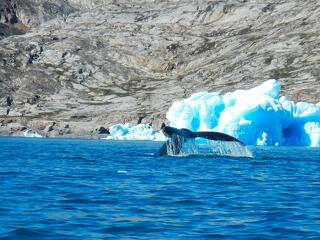  A Moody\'s diplomáciai megoldást valószínűsít Grönland ügyében