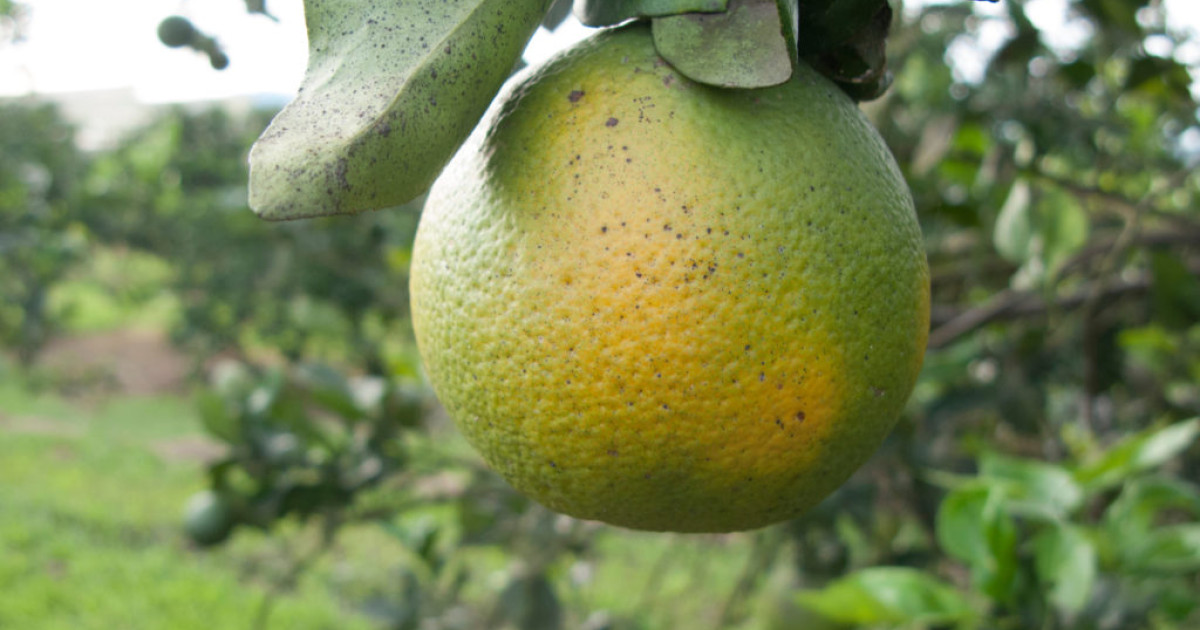 A citruszöldülés hatalmas gazdasági károkat okoz