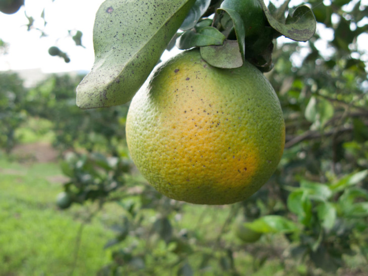 A citruszöldülés hatalmas gazdasági károkat okoz