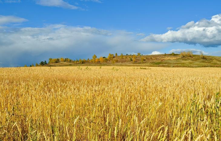 Sokkal kevesebb ukrán gabonát akarnak látni Közép-Európában. Fotó: Pixabay