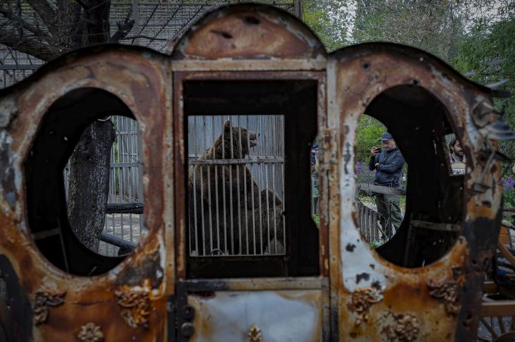 Rácsok mögött a medve Mariupolban. Az orosz katonaság által szervezett mariupoli látogatás során készült képen egy medvepár látható az ukrajnai Mariupolban lévő állatkertben 2022. május 18-án. Március 19-én Mariupol bombázása során gránátok csapódtak be az állatkert területére. Sok állat elpusztult: majmok, lámák, struccok és egy majdnem teljes családnyi ritka teve. A bombázás során elpusztult állatok húsa megmentette az állatkert állatait az éhhaláltól, és lehetővé tette számukra, hogy kitartsanak a mariupoli harcok végéig. Fotó: EPA / Szergej Ilnickij