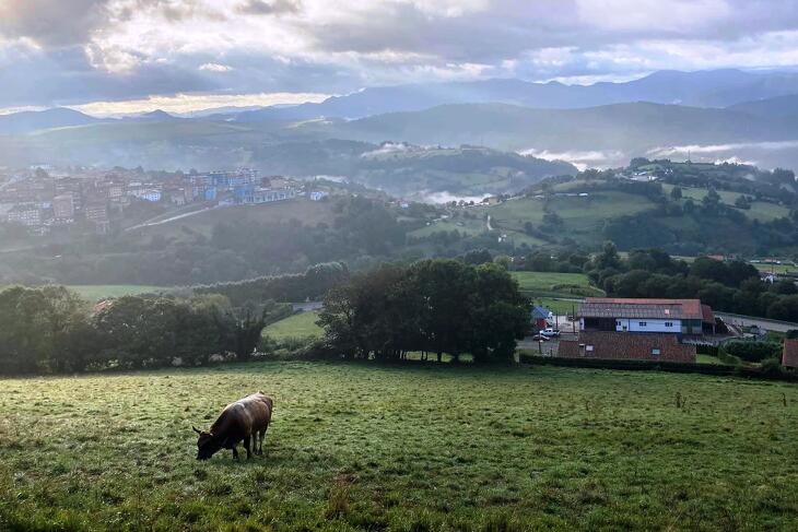 Tizenötezer tehén kap munkát Erdélyben