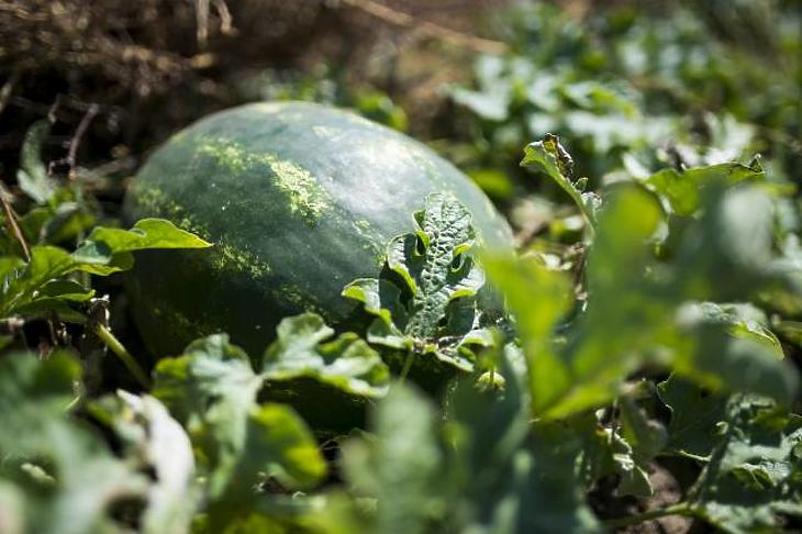 Előbb lesz magyar dinnye – mi kerül idén a boltokba?