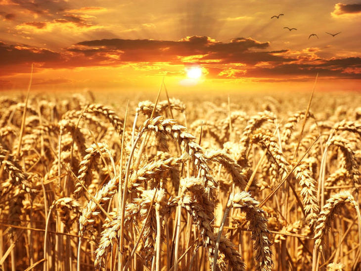 A korábbi felére eshet idén az ukrán gabonatermés