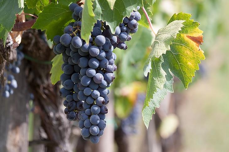 Nyomás alá került a szőlő felvásárlási ára