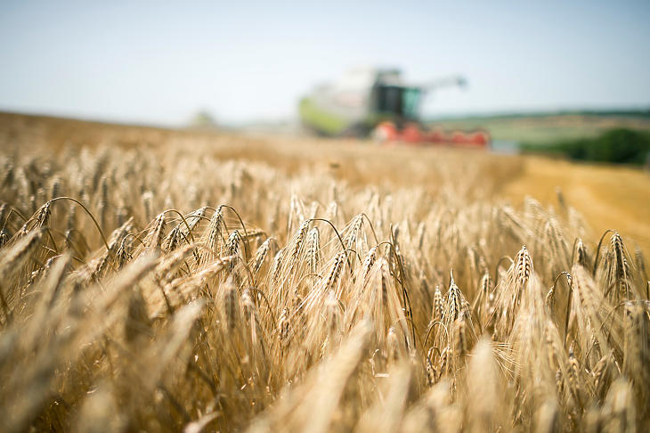 Szűkültek az agrárexport-lehetőségek a COVID-19 és az aszály miatt