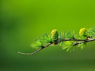 Zöldhitellel újít az MFB