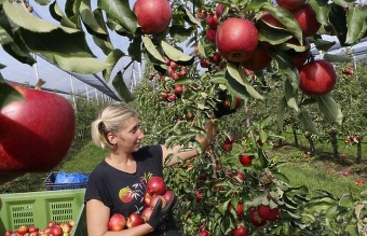 Magosz: az “őrült profitéhség” miatt adnak filléreket a léalmáért