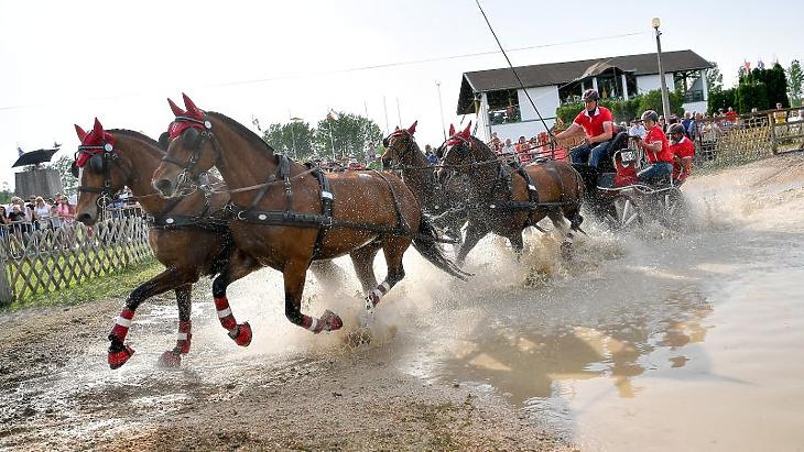 Nemzetközi fogathajtóverseny a mezőhegyesi lovaspályáján (Fotó: MTI Fotó, Czeglédi Zsolt)