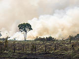 Megállapodtak a nagyhatalmak, hogy 2030-ig a világon mindenütt véget vetnek az erdőirtásnak