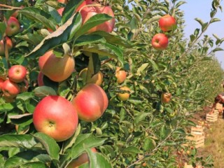 Vajon az uniós oltalom képes lesz megállítani a szabolcsi almások hanyatlását? Fotó: Depositphotos