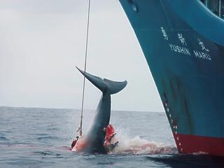 Harminc év után újraindul a kereskedelmi bálnavadászat Japánban