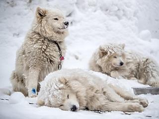 A nap képe: bűbájos téli idill szánhúzó kutyákkal