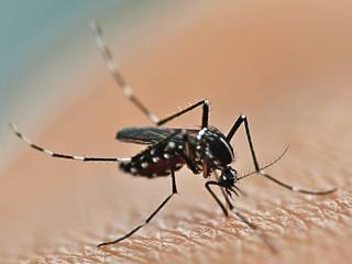 Életveszélyes vírust terjesztenek az európai szúnyogok