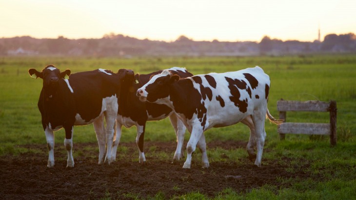 A tervezett húsadónak a fenntarthatóságra csak minimális lenne a hatása? Fotó: Pixabay