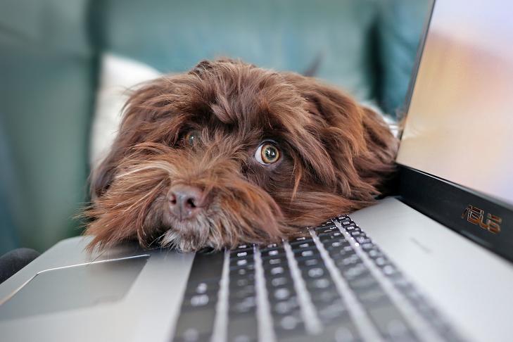 Végre megérkezett a home office szabályozás?