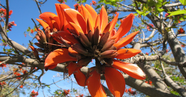 Az Erythrina caffra új nevében is megtartja az afrikai eredetére való utalást