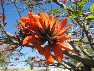Az Erythrina caffra új nevében is megtartja az afrikai eredetére való utalást