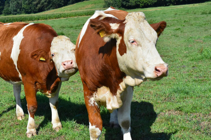 Drágulhat a hús, ha divatba jön az új adó