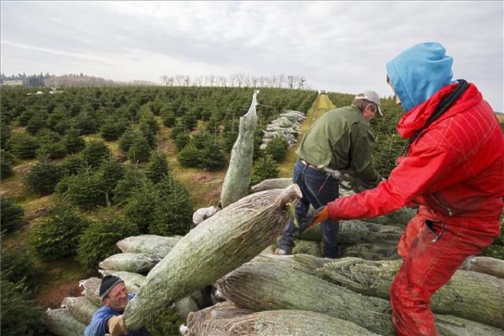 Nincs több uniós támogatás a hagyományos karácsonyfa-termesztésre