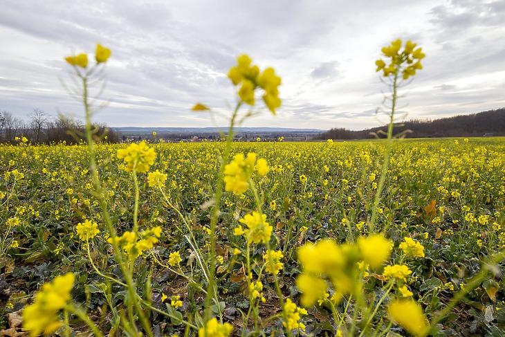 A mezőgazdaság is megjelent a BÉT-en (fotó: MTI)