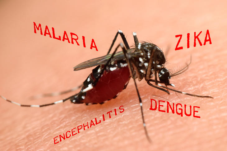 Többfrontos háborút kell vívni a szúnyogok ellen