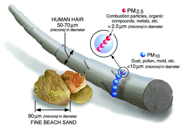 Emberi hajszál homokszemcsékkel, illetve PM10 és PM2.5 részecskékkel összehasonlítva (Illusztráció: Wikimedia)