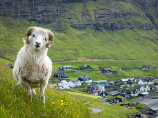 Ír kocsmák, feröeri birkák és perui keselyűk – Világjáró top 10 2025