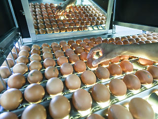15 millió tojással készül a Tesco