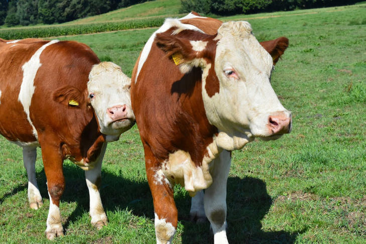 A vásárlók keblükre ölelik az állatokat a tehenektől a disznókig: mire elég a 90 százalékos magyar eredmény?
