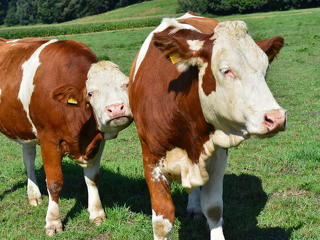 A vásárlók keblükre ölelik az állatokat a tehenektől a disznókig: mire elég a 90 százalékos magyar eredmény?