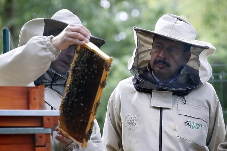A nap képe: Áder János méhekkel ismerkedett 