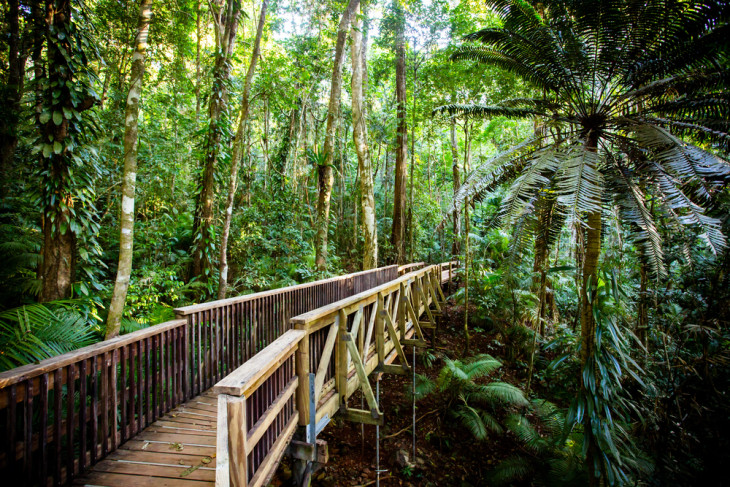 180 fokos fordulatot vettek a queenslandi fák. A híres Daintree Jindalba sétány az ausztrál esőerdőben