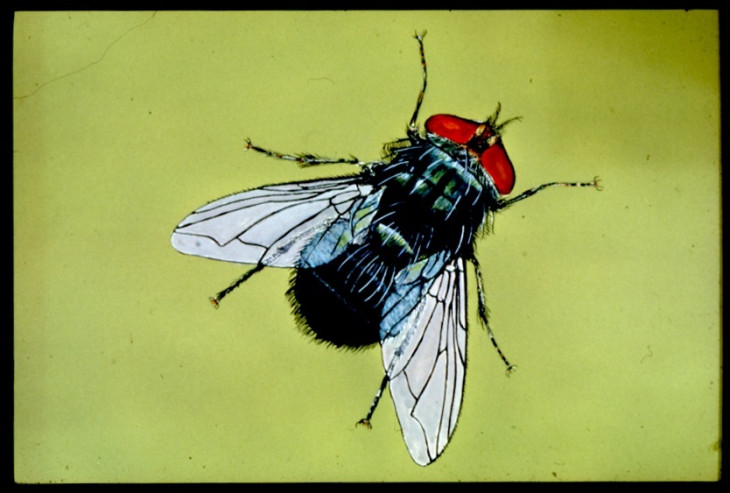 A csavarféreg-légy (rajz)