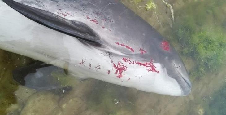 Több mint háromezer delfin pusztulhatott el az orosz-ukrán háború miatt - reggeli háborús összefoglaló