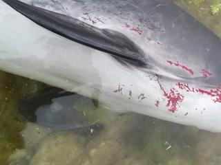 Több mint háromezer delfin pusztulhatott el az orosz-ukrán háború miatt - reggeli háborús összefoglaló