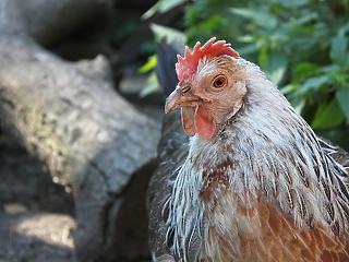 Bajban a magyar csirkék – mi történt?