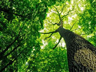 Megduplázódott az erdők területe 100 év alatt Magyarországon