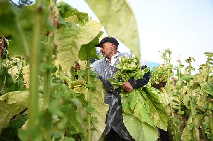 Kőkeményen betett az aszály és a munkaerőhiány a dohánynak 